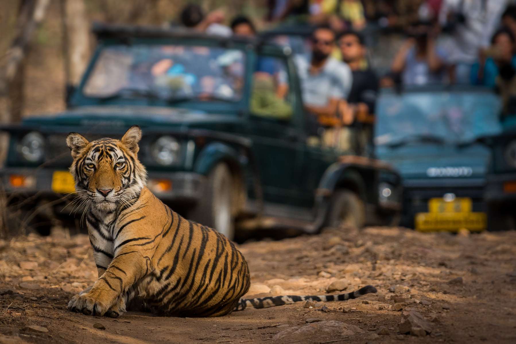 Ranthambore National Park Visit From Jaipur Image