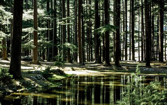 Black Forest Safari Image