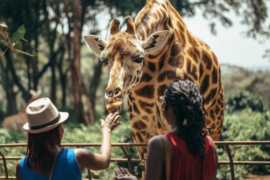 Kenya Tanzania Tour Package from India Image