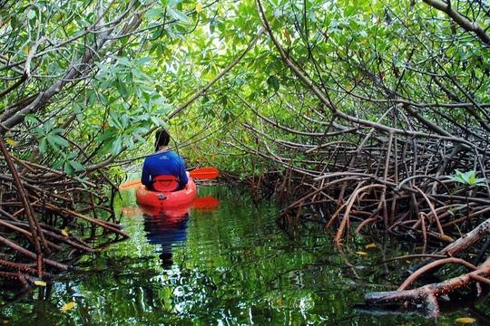 Mangrove Kayaking Abu Dhabi Image