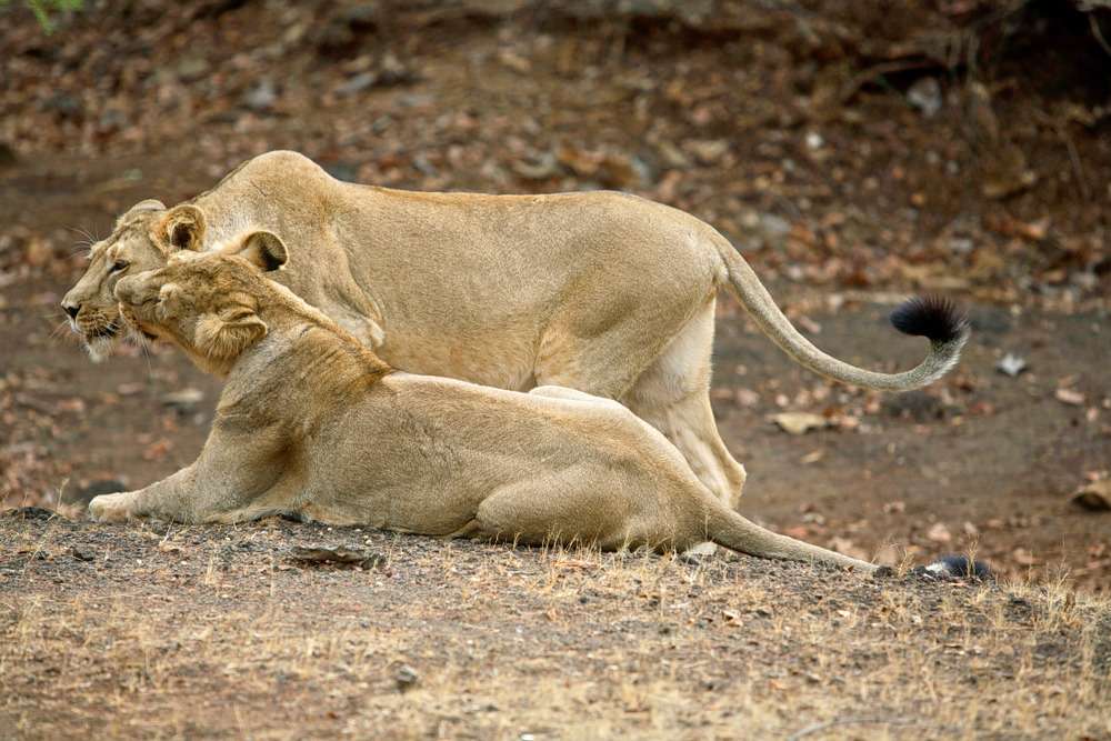 Dwarka Somnath Gir Tour Package