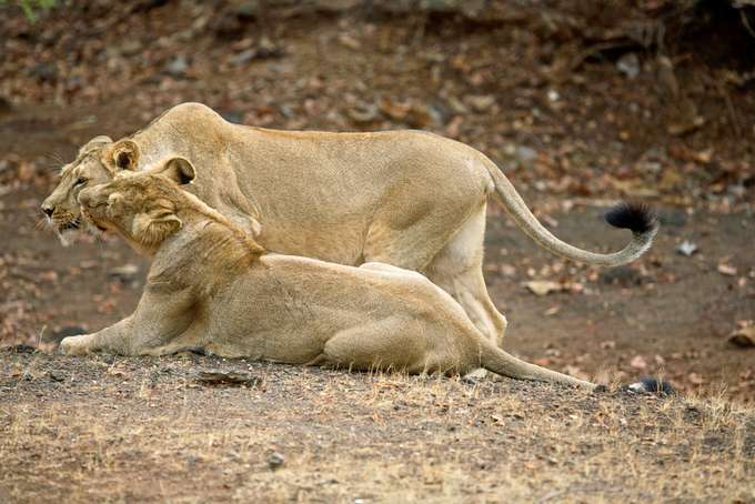 Dwarka Somnath Gir Tour Package