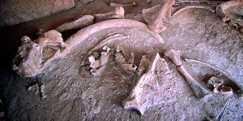 R4kqkus5axl5fovtuxsclg13ic6w 1481609176 archaelogicaltoursimg1