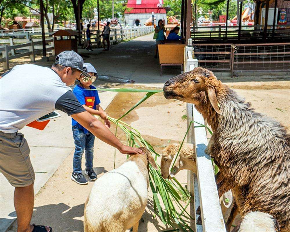 Swiss Sheep Farm Pattaya Tickets Image