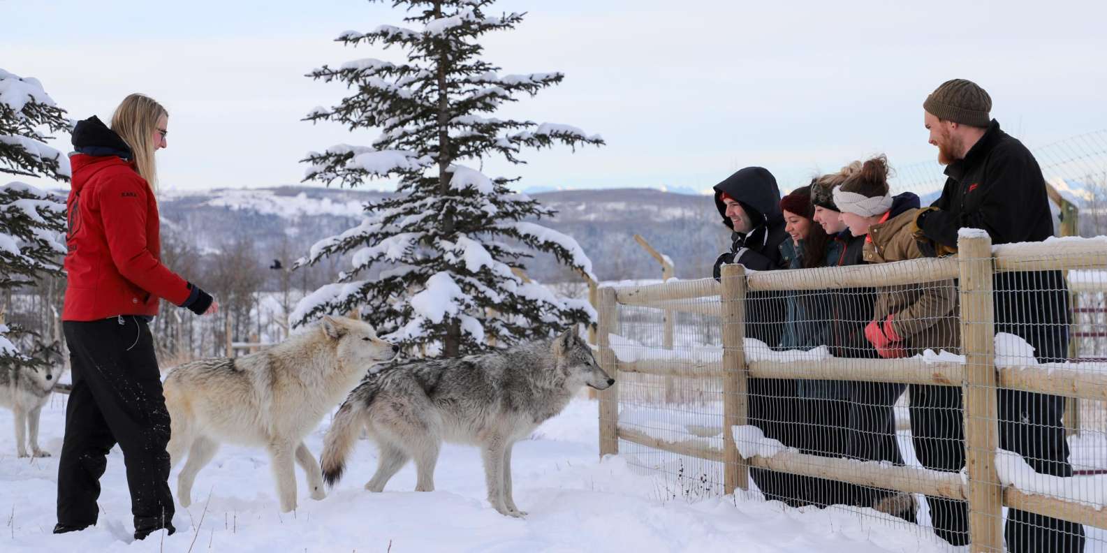 Observe and learn about the behavior of Wolfdog at Yamnuska Wolfdog Sanctuary