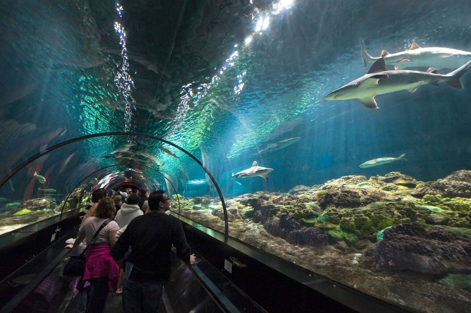 SeaWorld Orlando Tickets Image