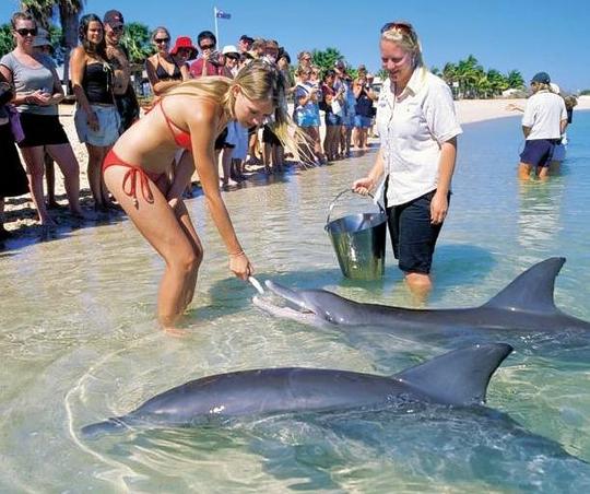 Tour From Perth To Monkey Mia Image