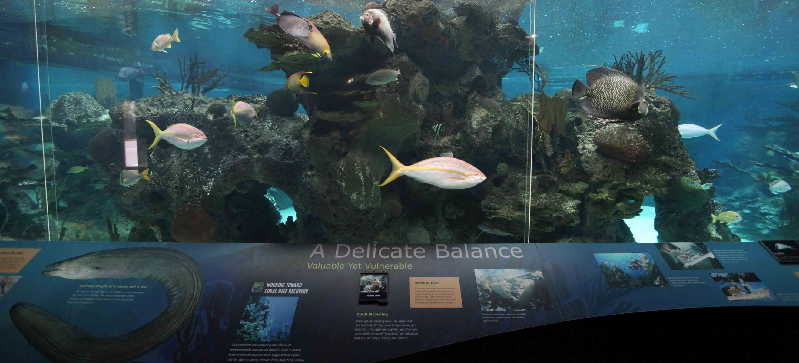 New York Aquarium Tickets  Image