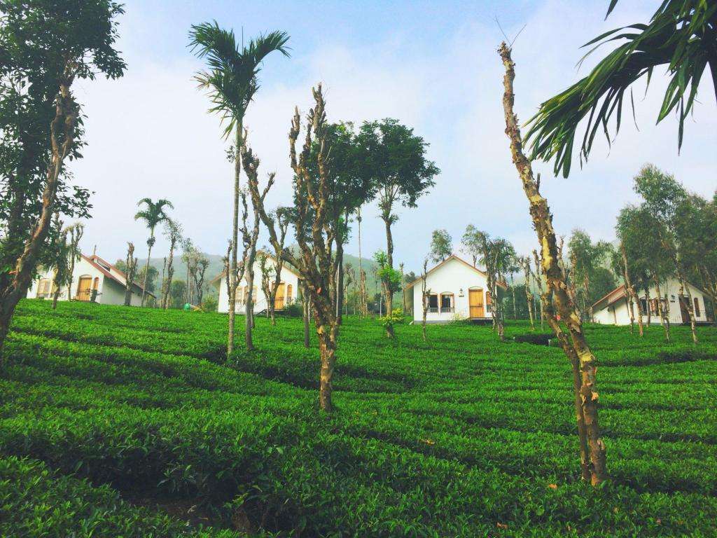 Tea Terrace Vythiri Image