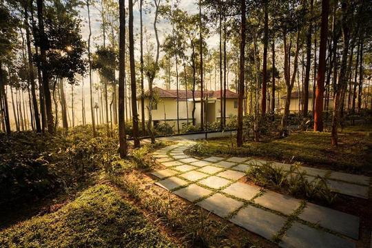 Rosetta by Ferns Sakleshpur Image