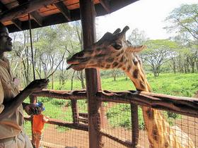 Rfhvt2mjky6gn8il66wdxtzi1n5h 1481609134 640px giraffe centre worker feeding giraffe