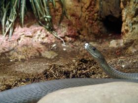 Rgerctj2tc531qxljvzfguy531i3 1481609163 black mamba 01