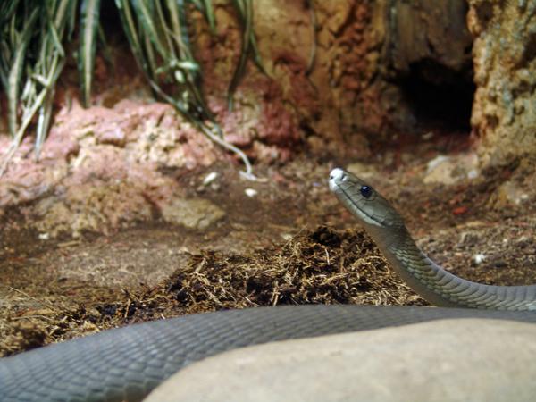 Mamba Village Centre