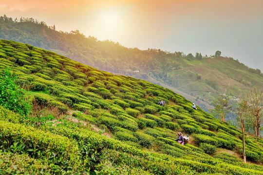 Best of Darjeeling | FREE Excursion to Tiger Hills Image