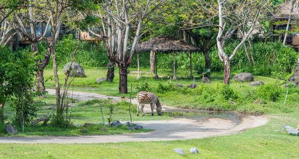 Rhbw4xaxkb3qh8im2xfi2g0sccqc bali%20safari%20and%20marine%20park%201