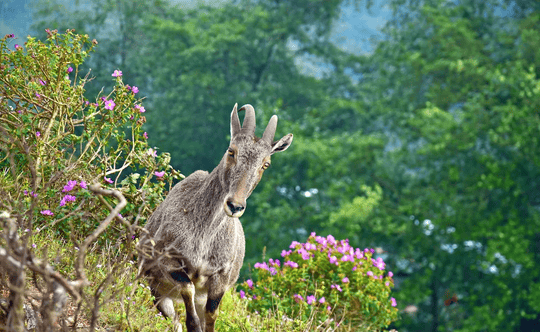 Munnar 2 days Tour Package Image