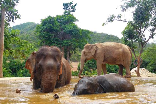 Elephant Jungle Sanctuary Pattaya Image