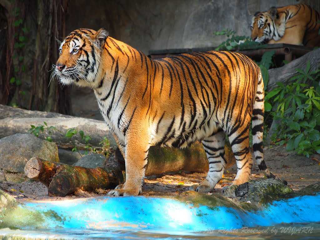 Khao Kheow Open Zoo Pattaya Image