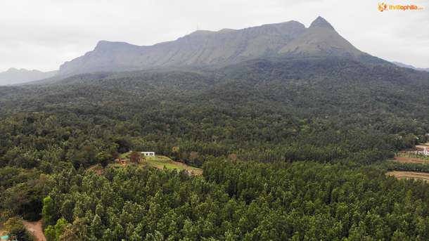 Aerial View of the Lush Greenery