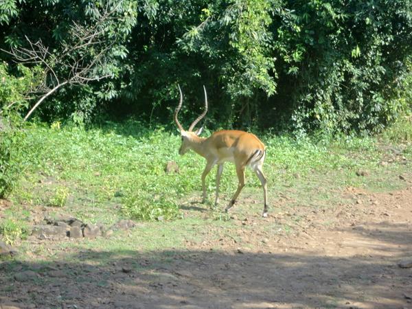 Kisumu Impala Sanctuary