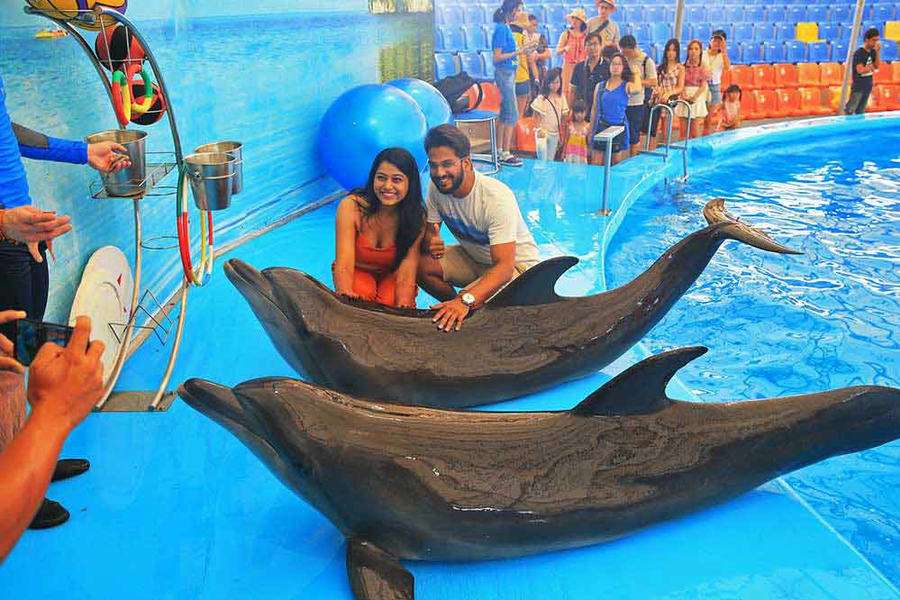 Pattaya Dolphinarium Tickets Image