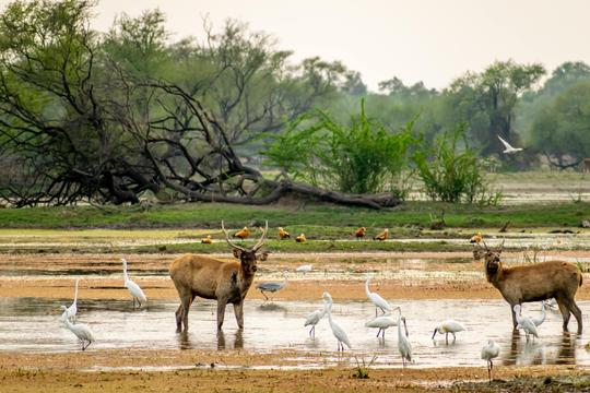 Bharatpur Weekend Tour From Delhi Image