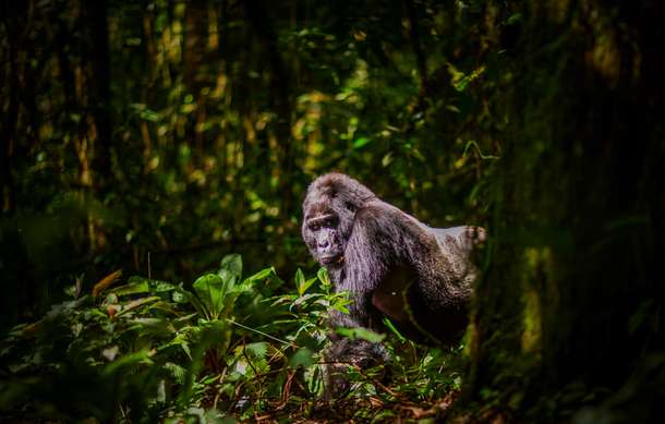 Bwindi National Park, Largest home to Mountain gorillas
