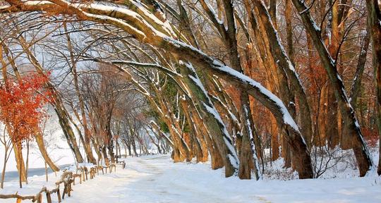Nami Island Zipwire Tour Image