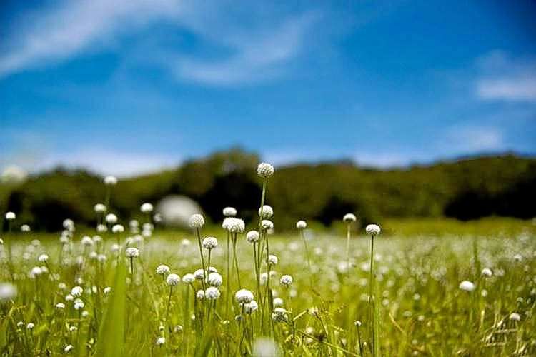 Kaas Plateau Camping Image