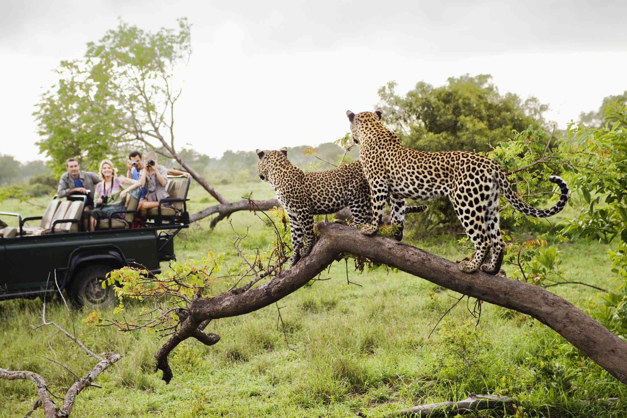 Kruger National Park Tickets, South Africa