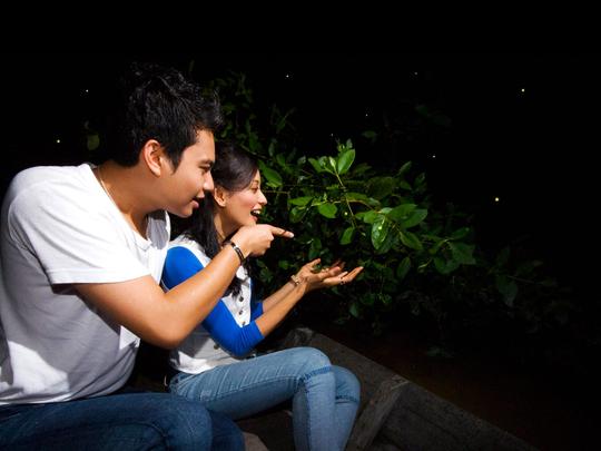 Kuala Selangor Fireflies Night Tour Image