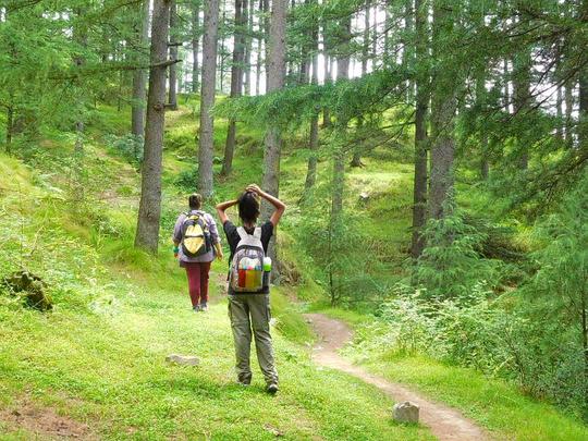 Jungle Trek In Kasauli Image