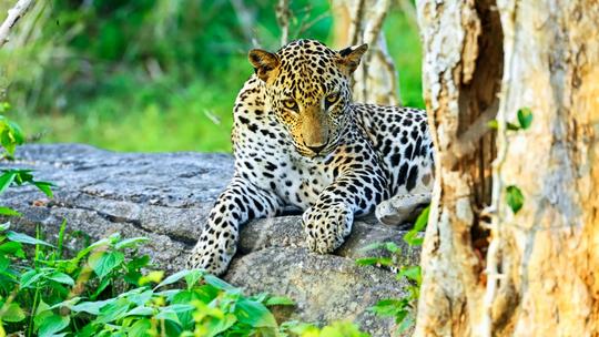 Lunch With Leopards In Abu Dhabi Image