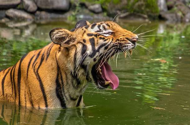 Sbozjl85j689oooe3yhxue2vy7ph 1590752584 shutterstock 502016608