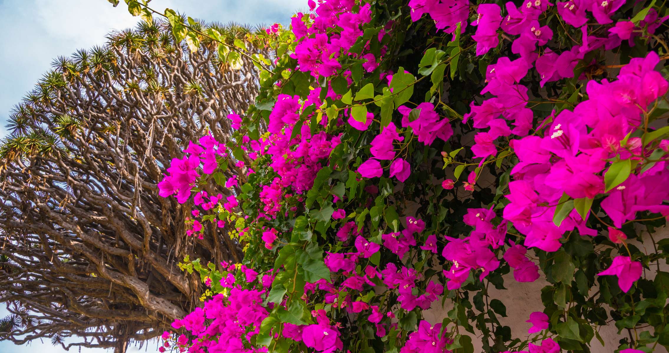 Tenerife Dragon Tree and Botanical Gardens Tickets Image