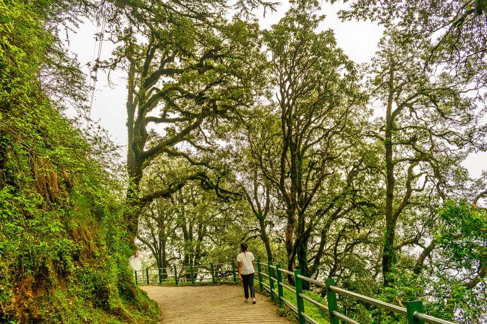 Forest Walk in Mussoorie Image
