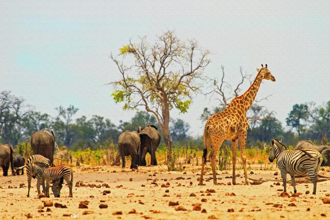 Hwange National Park