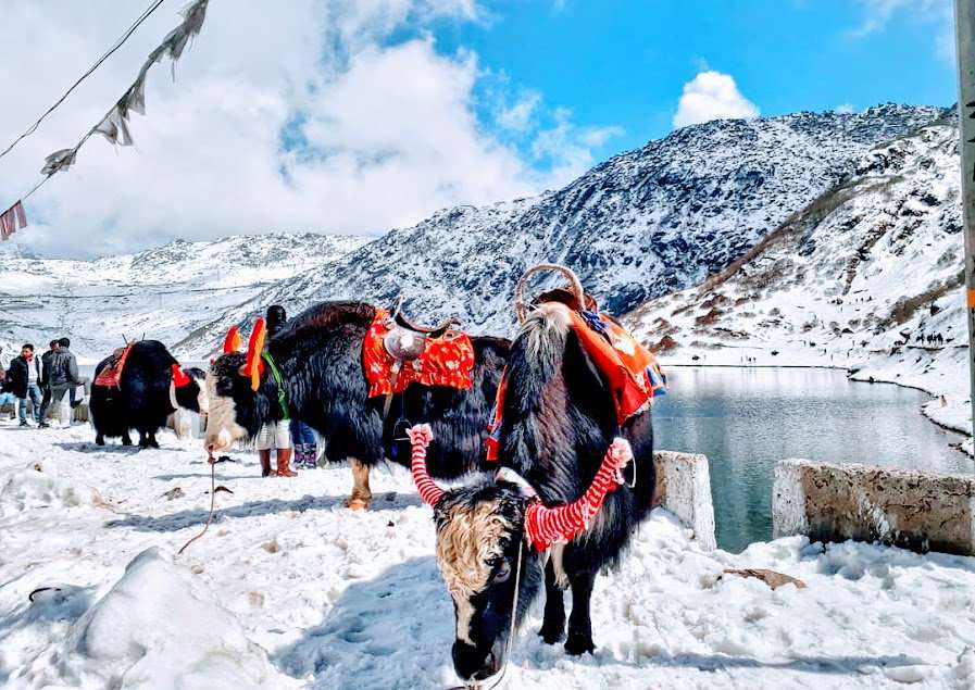 Yak rides at Tsomgo Lake 