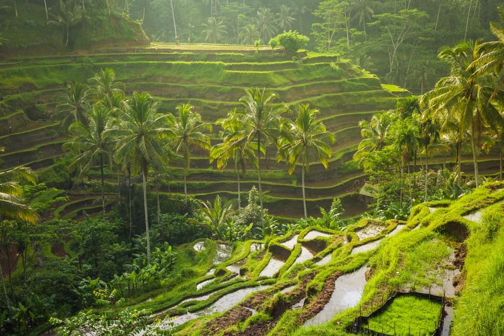 Ubud Art Village Tour Image