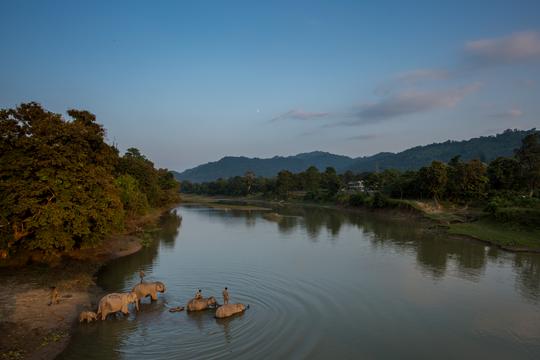 Wildlife Tour At Kaziranga National Park Image