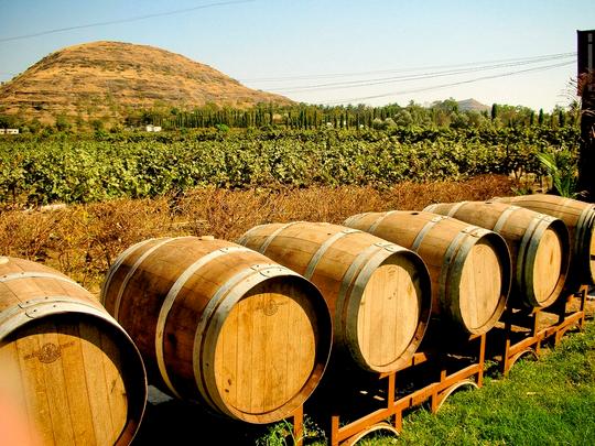 Soma Vineyards Image