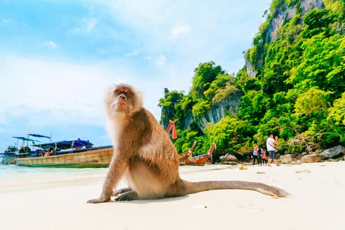 Monkey Beach