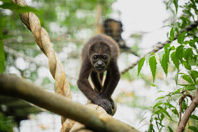 Sibu Wildlife Sanctuary