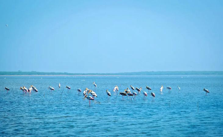Pulicat Lake