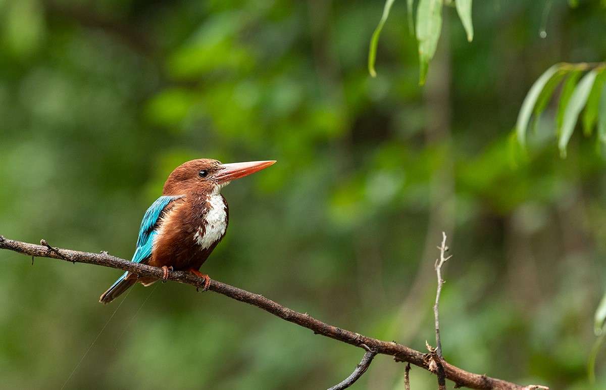 Gir Jungle Safari Image