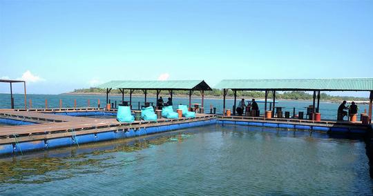 Swimming With Sharks in Bali Image