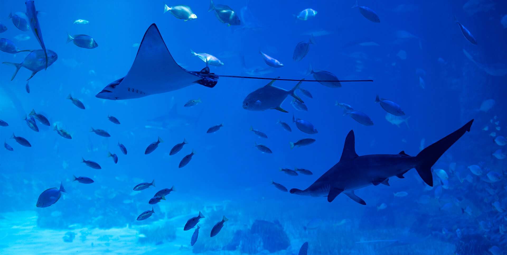 The National Aquarium Abu Dhabi Tickets Image