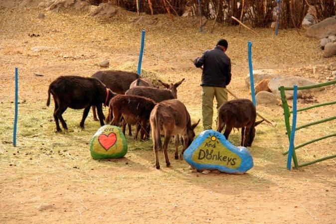 Donkey Sanctuary