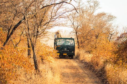 Jim Corbett Jungle Safari Image