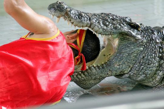 Crocodile Show Porosus Admission Ticket in Phuket Image